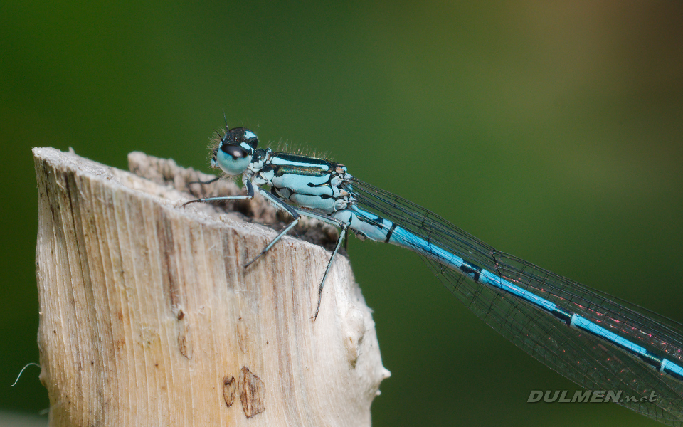 AS Azure Bluet (Male, Coenagrion puella)